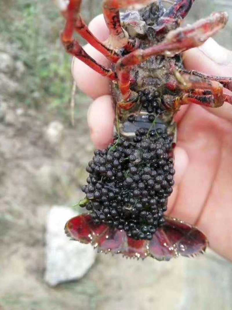 [精品]杂交小龙虾苗基地孵化直供提供技术指导货到付款