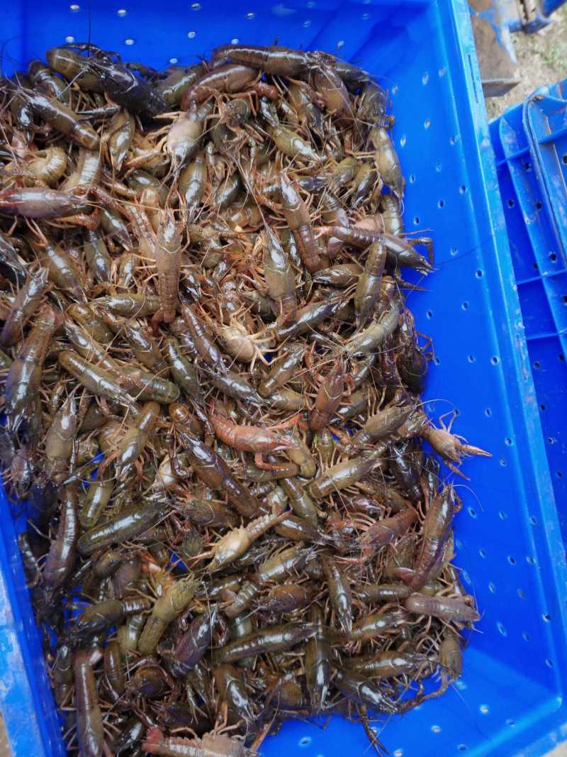 [精品]杂交小龙虾苗基地孵化直供提供技术指导货到付款