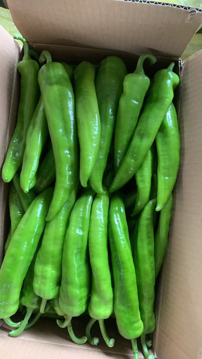 精品尖椒大量上市产地直发一手货源保质保量全国发货量大价优