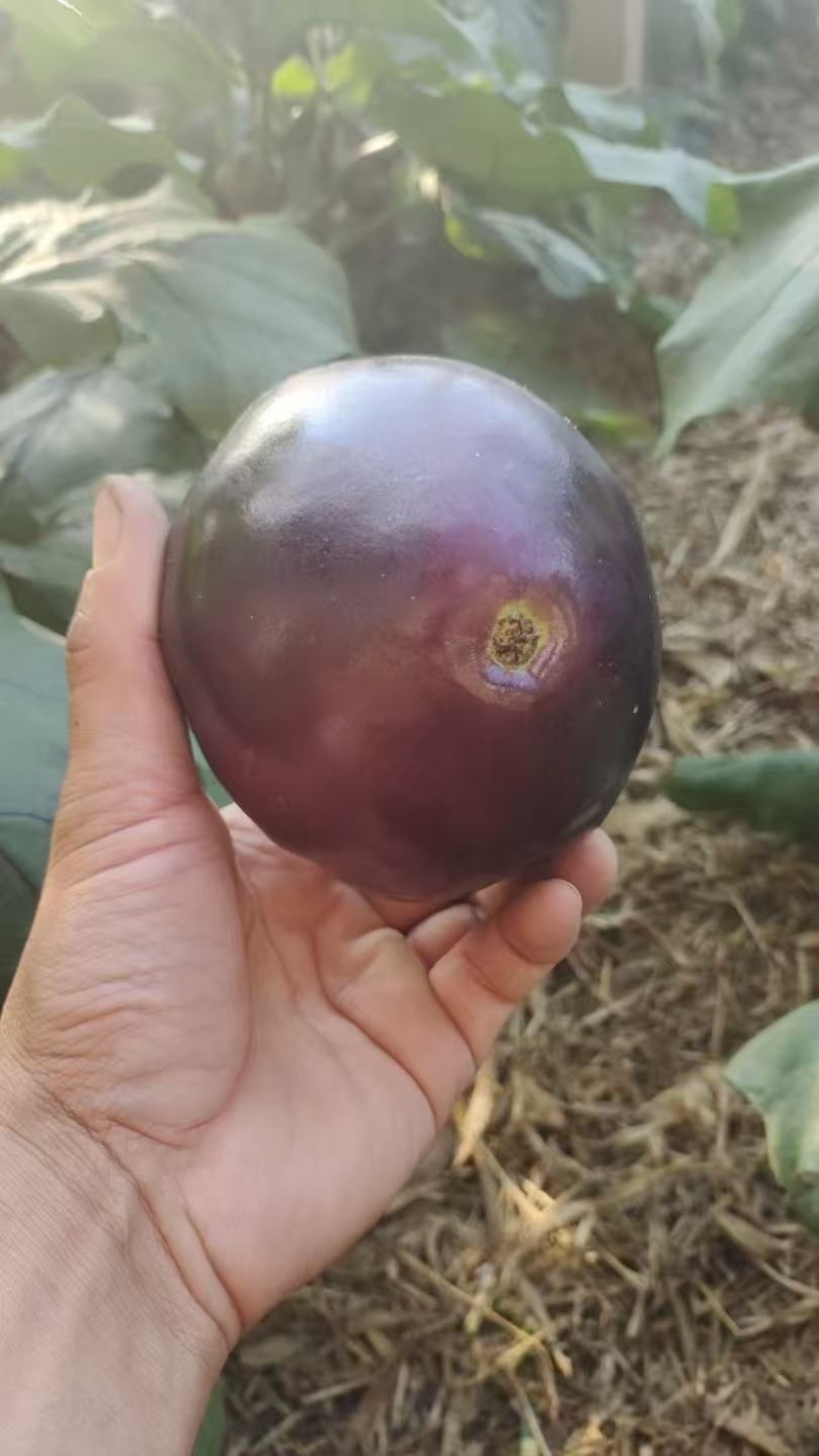 精品紫光茄大量上市产地直发一手货源保质保量全国发货量大价优
