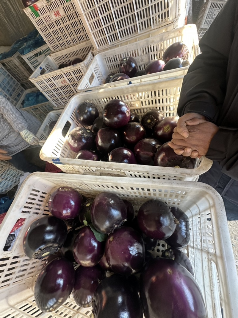 精品紫光茄大量上市产地直发一手货源保质保量全国发货量大价优