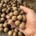 新货桂圆干价格便宜