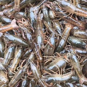 [精选]优质小龙虾苗虾场孵化免费提供技术支持货到付款