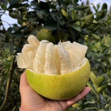 安江冰糖柚