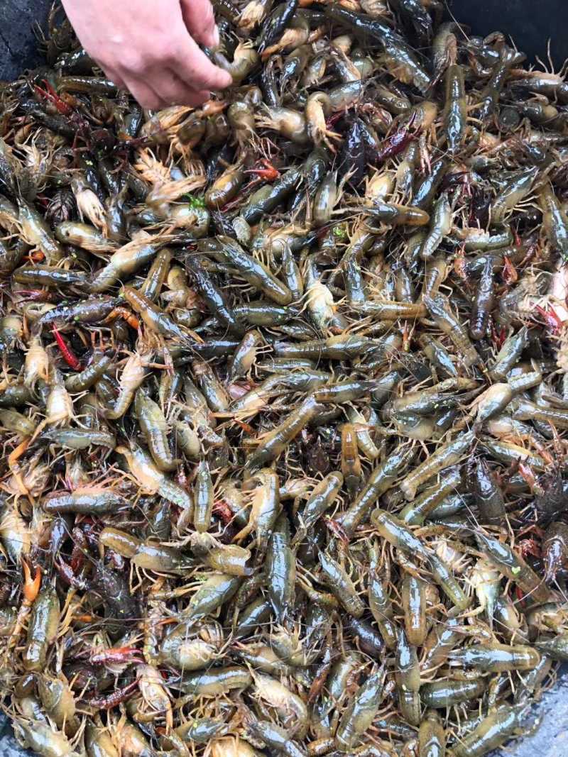 [精选]优质小龙虾苗虾场孵化免费提供技术支持货到付款