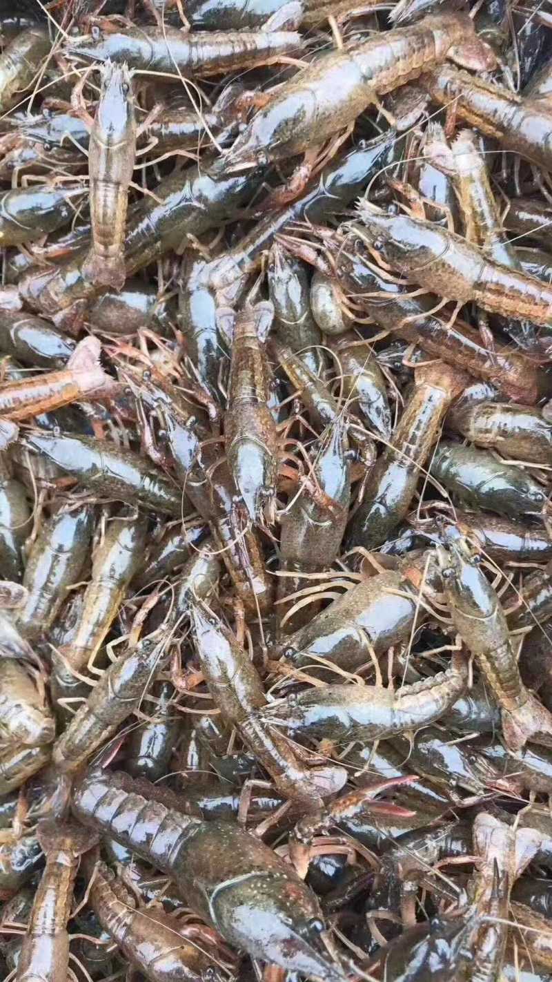 [精选]优质小龙虾苗虾场孵化免费提供技术支持货到付款