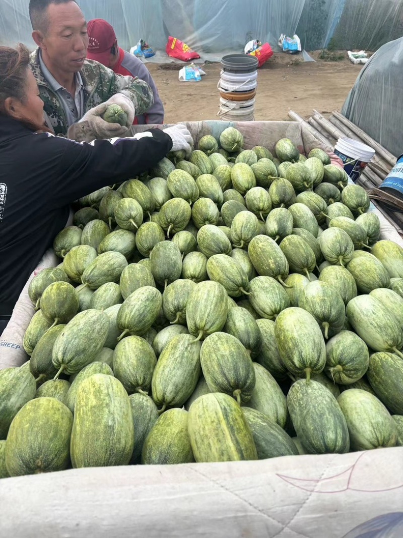营陵蜜甜瓜/金冠甜瓜/产区直发/预售期间