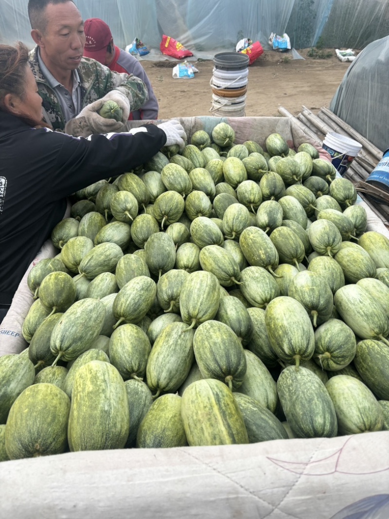 营陵蜜甜瓜/金冠甜瓜/产区直发/预售期间