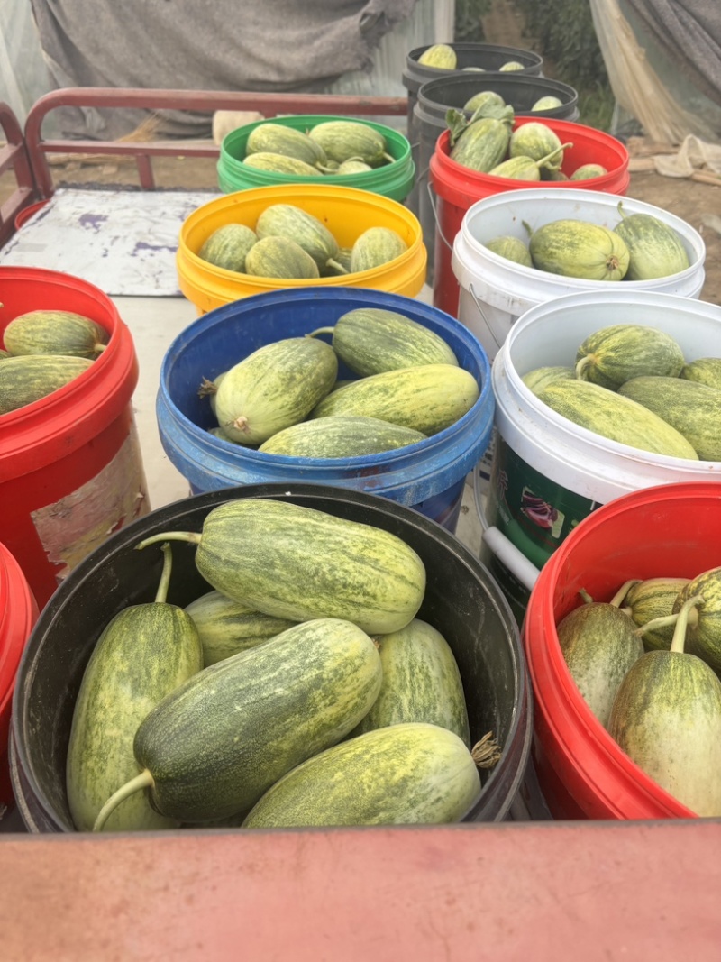 营陵蜜甜瓜/金冠甜瓜/产区直发/预售期间