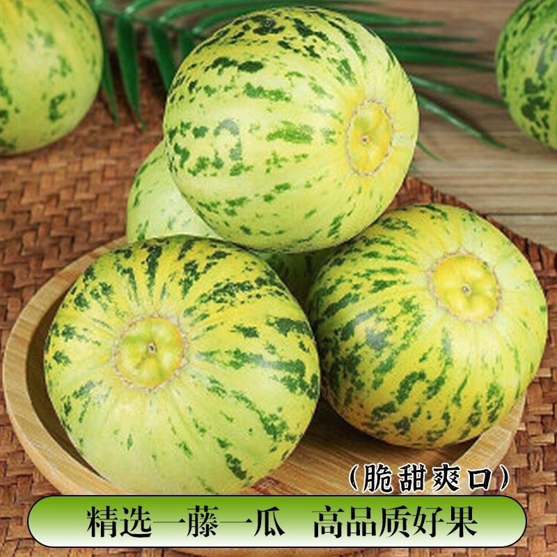 花皮甜瓜/.八里香甜瓜/产区直发/预售5月开卖