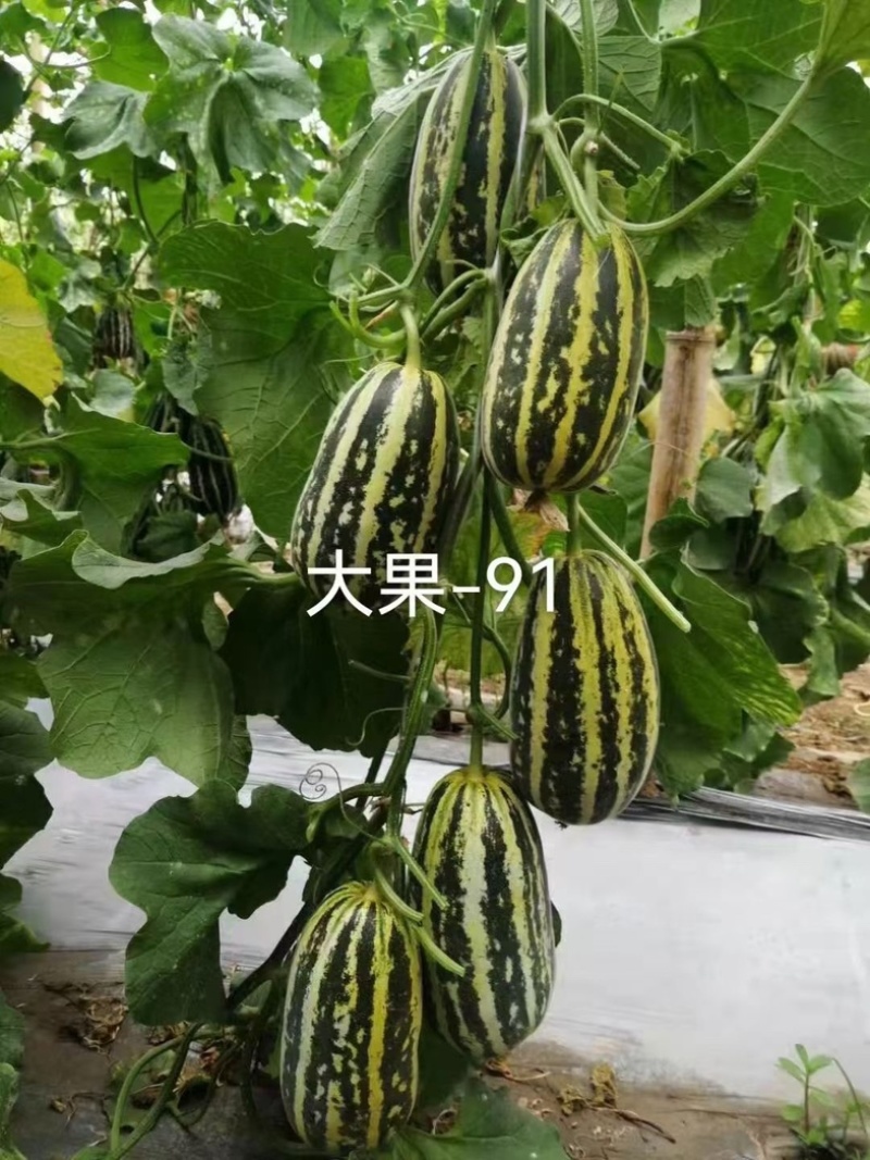 博洋91甜瓜/产区直发/5月开售/欢迎预定