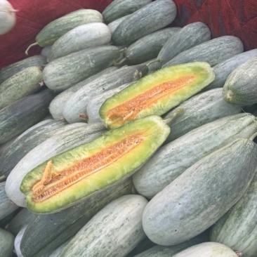 羊角蜜甜瓜/河北产区直发/5月开售/欢迎预定