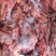 国产部位肉牛腱子
