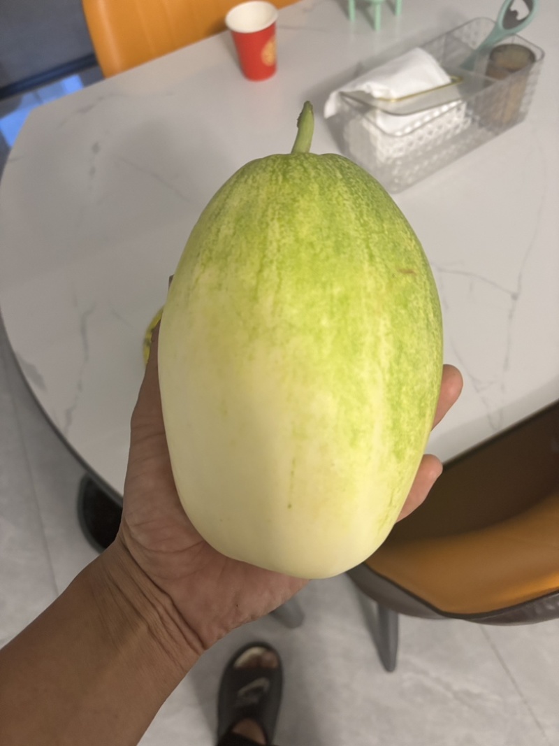 福星甜瓜/河北本地老品种/产区直发/5月有货/欢迎预定