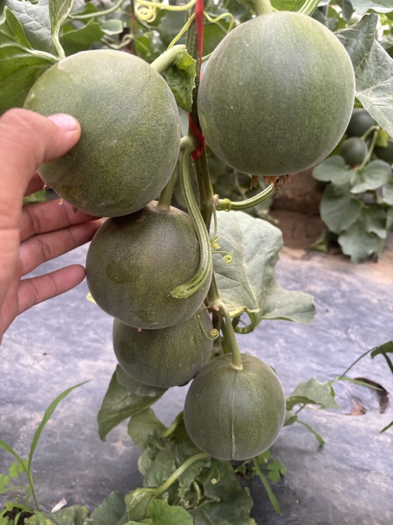 绿宝甜瓜/河北产区发车/5月上市/接受预定