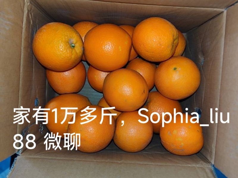 场地直供宜昌纽荷尔脐橙