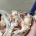 牛窝骨