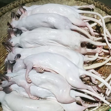 白肚山鼠(长尾兔)煲汤爆炒红烧上好食材养生佳品