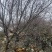 山桃树