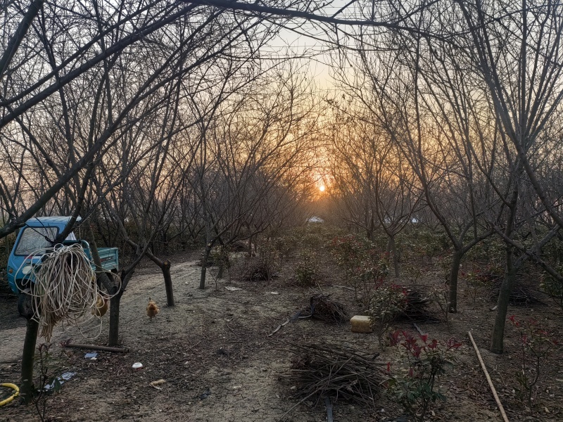 山桃树