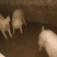 三元猪300-400斤一头活重9.5/斤