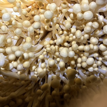 黄色金针菇