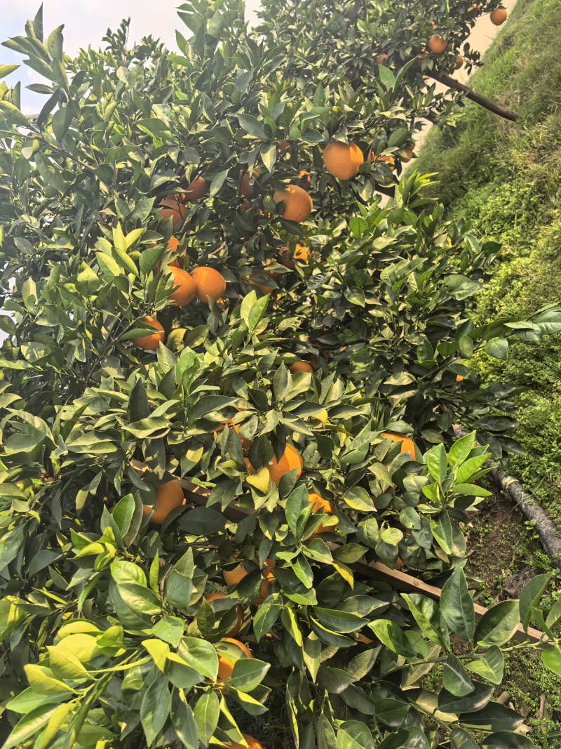 自家种植的纽荷尔