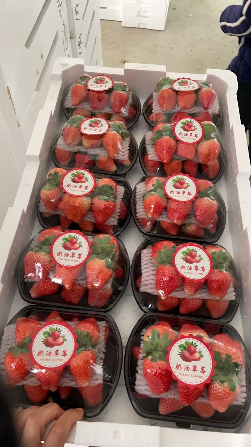 徐州宁玉草莓，支持视频看货，对接商超批发市场