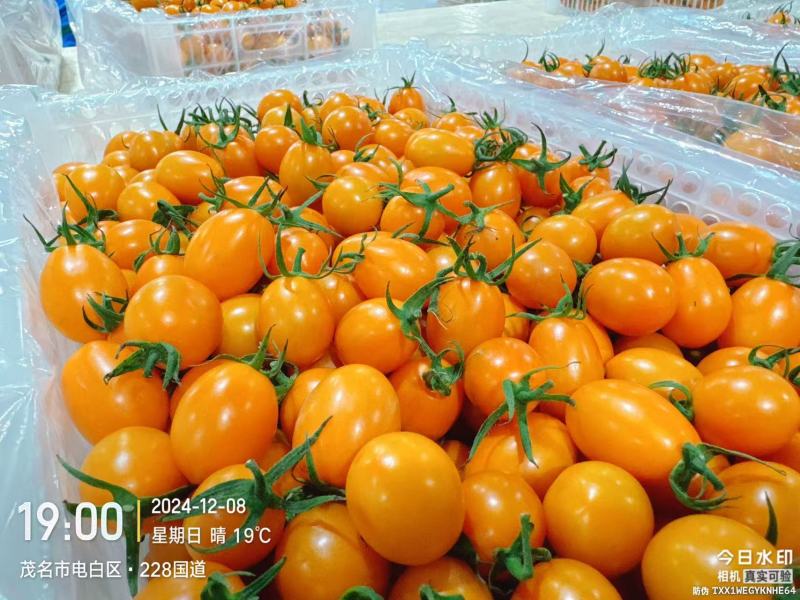 黄圣女果精品好果支持全网一件代发欢迎新老顾客进店抢购