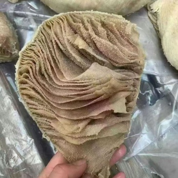 牛百叶