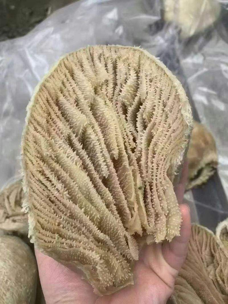 牛百叶
