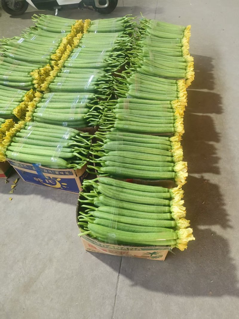 【臻选精品】江苏鲜花丝瓜/东海丝瓜/支持一件批发大甩卖