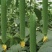 【臻选精品】江苏鲜花丝瓜/东海丝瓜/支持一件批发大甩卖