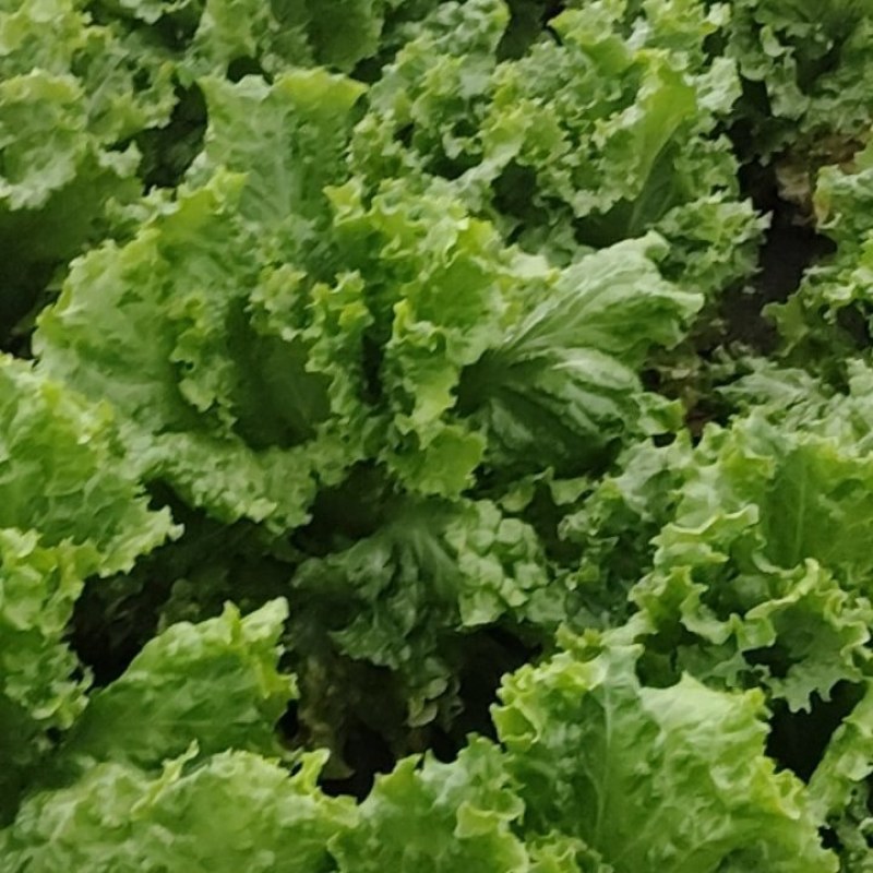 精品散叶生菜
