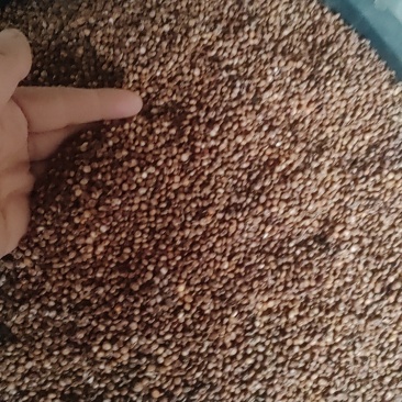 糯高粱酒高粱