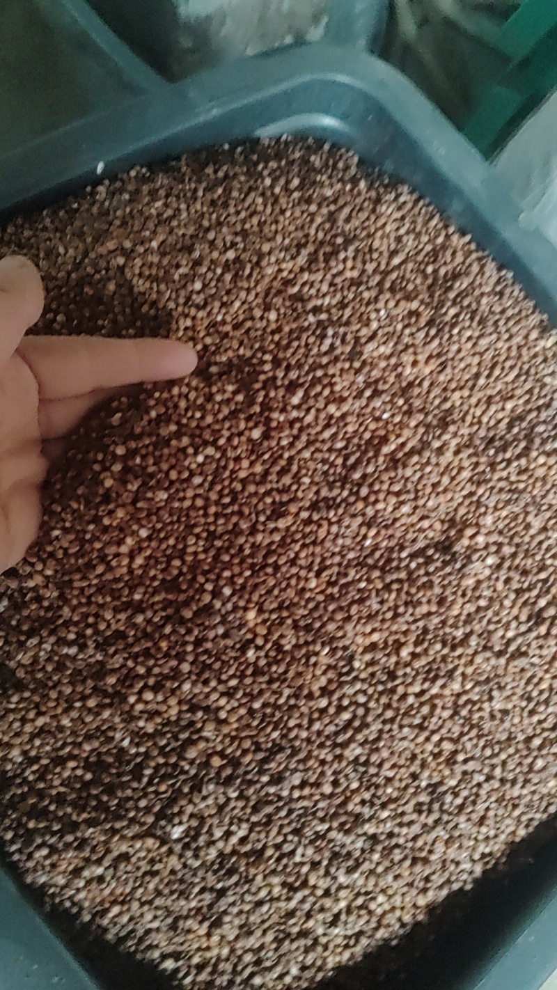 糯高粱酒高粱