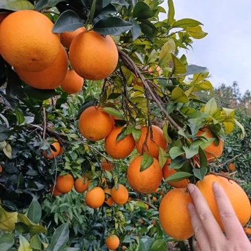 脐橙