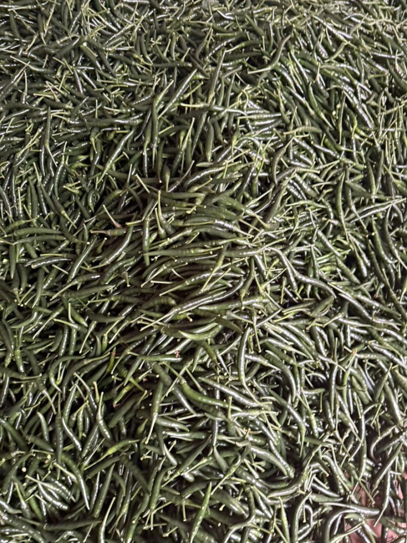 精品青小米辣/大量有货/一手货源/全国发货。