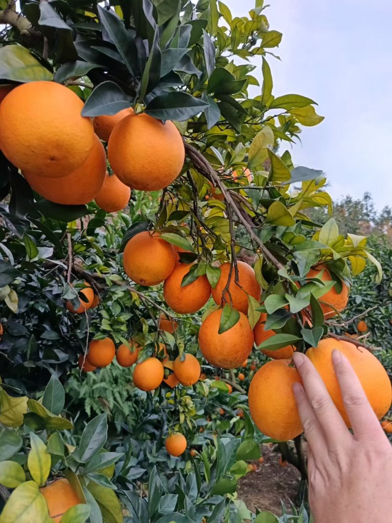 脐橙