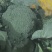 优质西蓝花