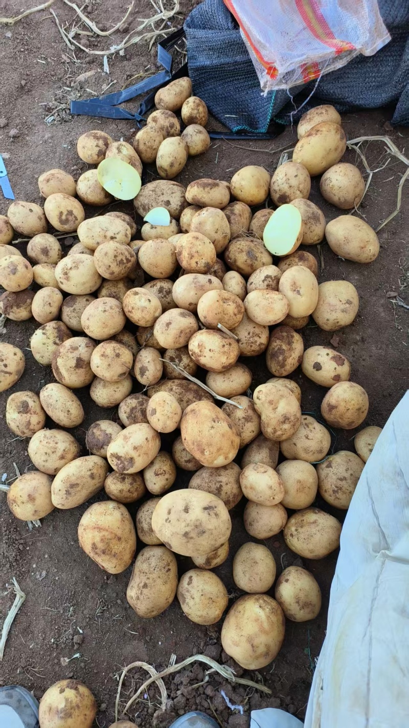 黄心土豆内蒙古土豆武川县土豆基地直发价格实惠欢迎老板联系