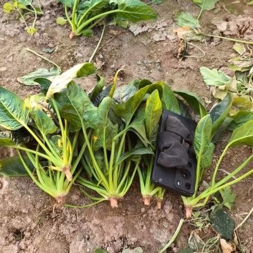 精品波菜