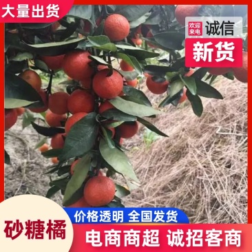 热卖广西东方红蜜桔产地发货量大从优欢迎电联