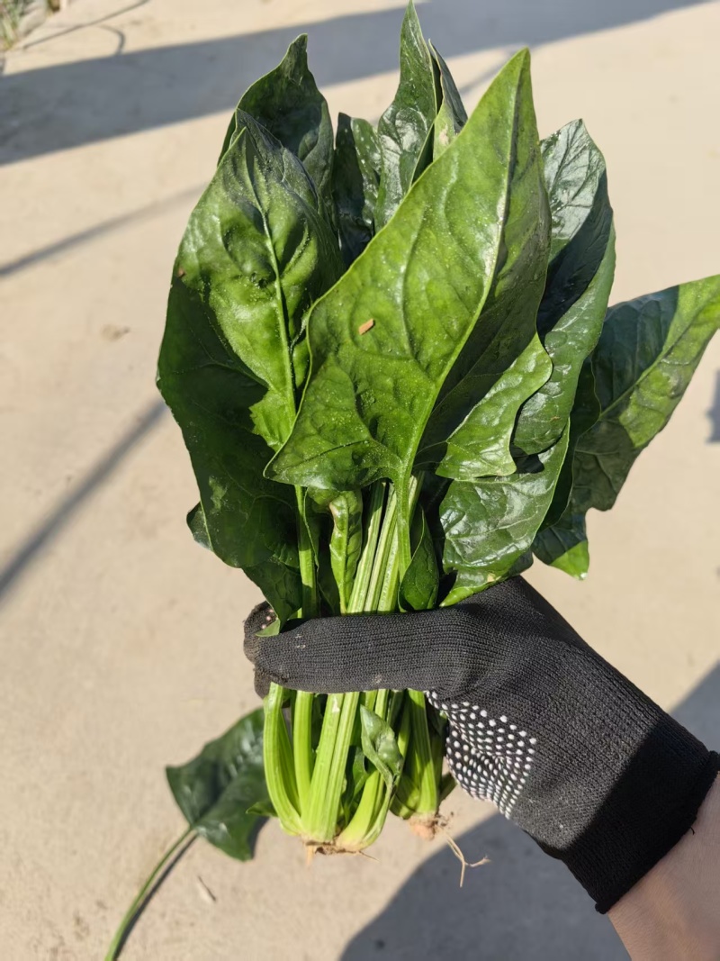 精品波菜