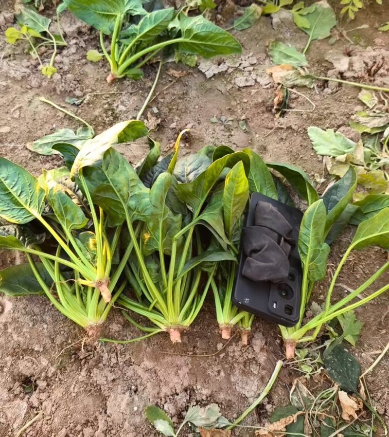 精品波菜