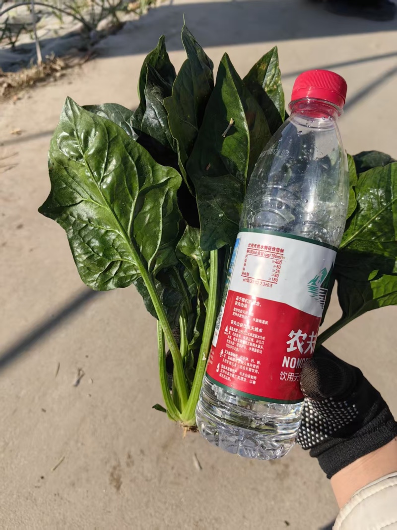 精品波菜