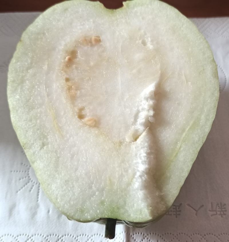 【番石榴】广东番石榴精品番石榴货源充足保质保量