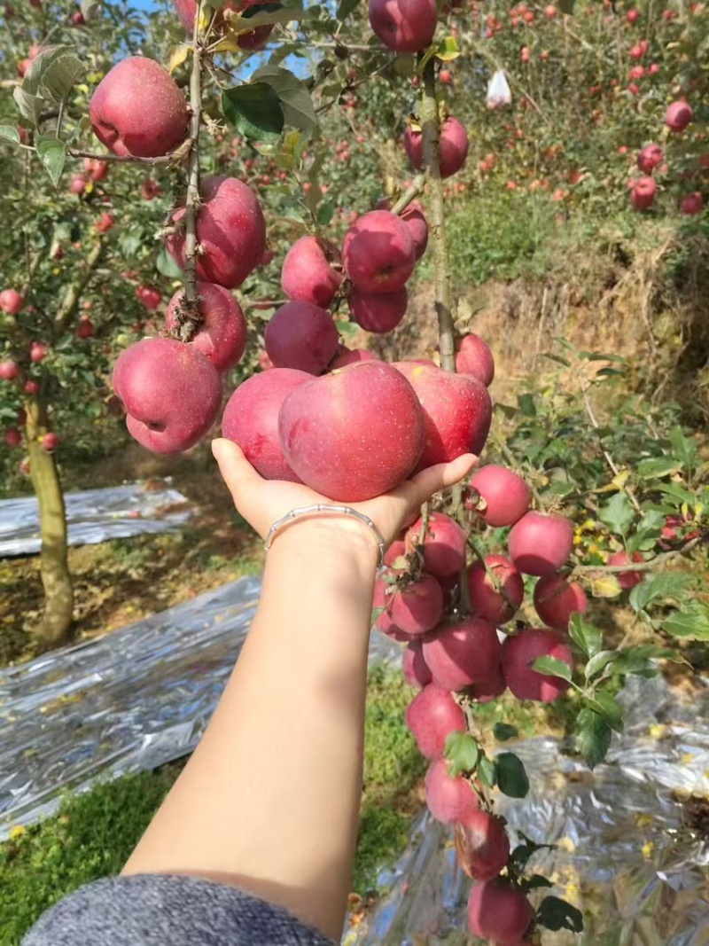 云南昭通苹果樱桃小苹果整车待发团购供应链代收代办欢迎电联