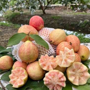 胭脂红芭乐，芭乐中的爱马仕，喜欢的来来来