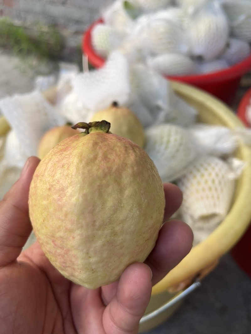 胭脂红芭乐，芭乐中的爱马仕，喜欢的来来来